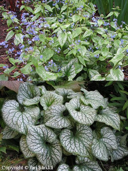 Brunnera macrophylla 'Dawson's White', rotkolemmikki